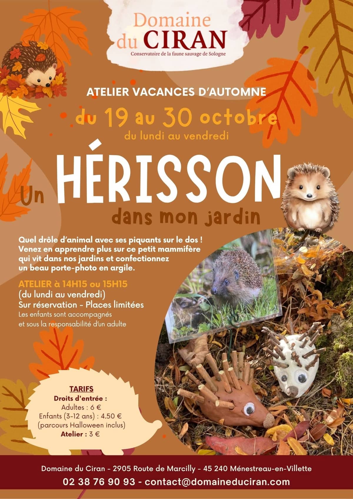 Illustration de l'événement : Un hérisson dans mon jardin