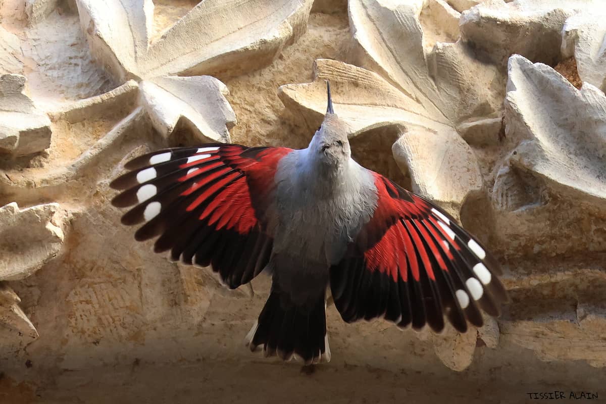 Illustration de l'événement : Expo photo : Oiseaux et mammifères du Berry