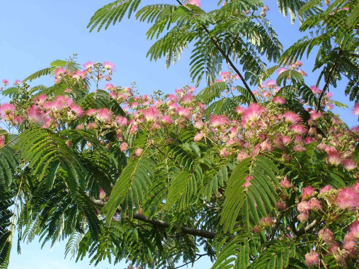 Illustration de l'événement : Les arbres d’ornement pour les petits jardins