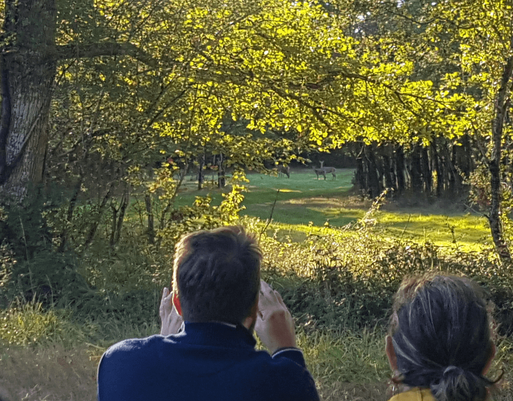 Illustration de l'événement : À l'affût des cerfs