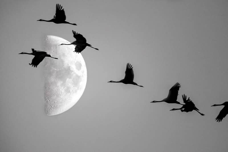 Illustration de l'événement : Comprendre la migration des oiseaux