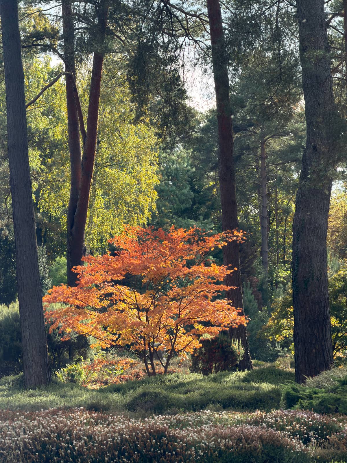 Illustration de l'événement : Crépuscules flamboyants