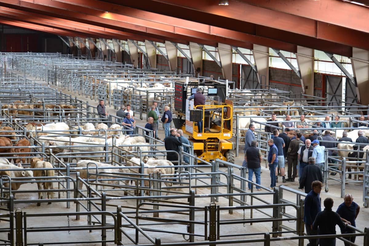 Illustration de l'événement : Marché aux bestiaux - Les Grivelles