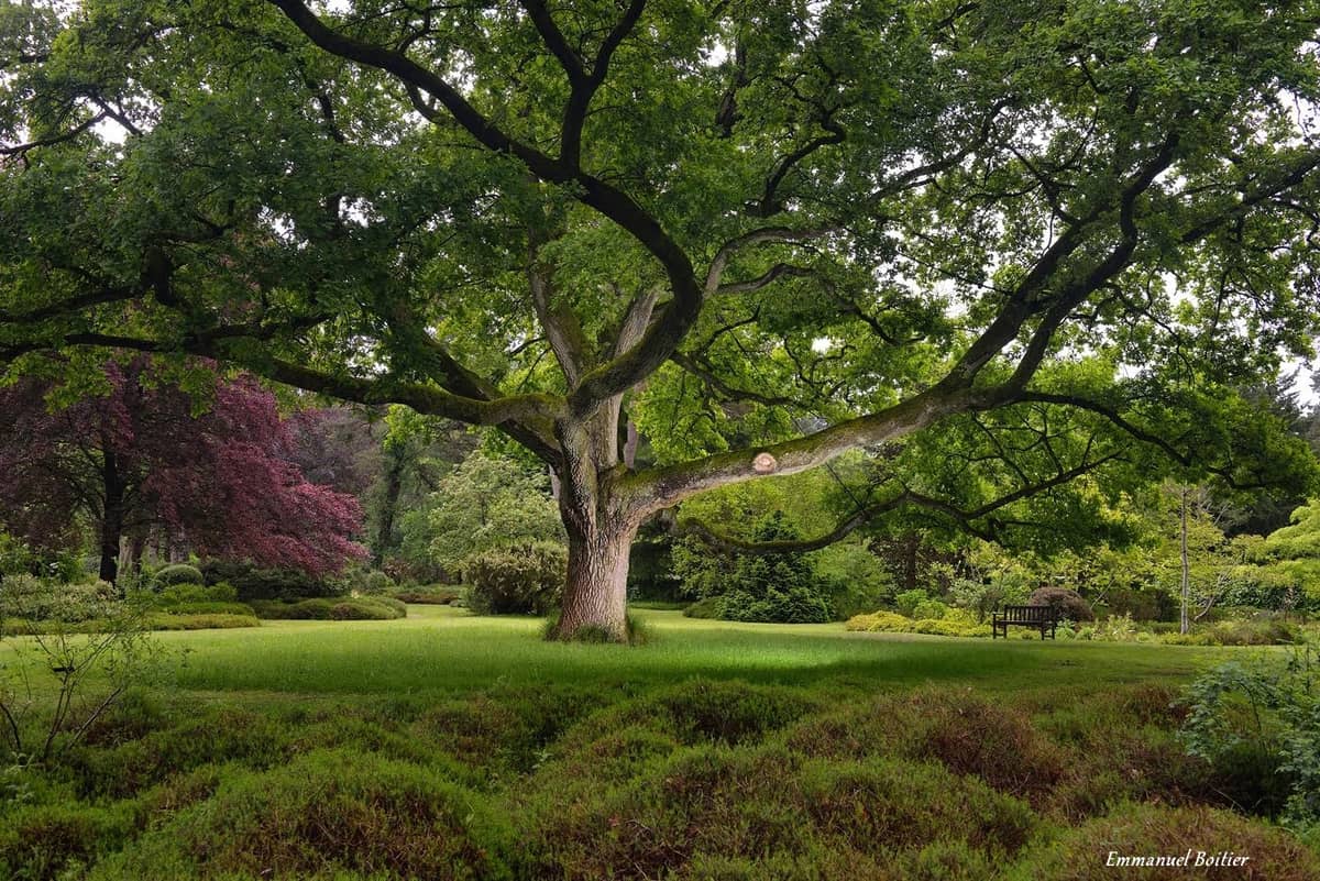 Illustration de l'événement : Journées européennes du patrimoine à l'Arboretum