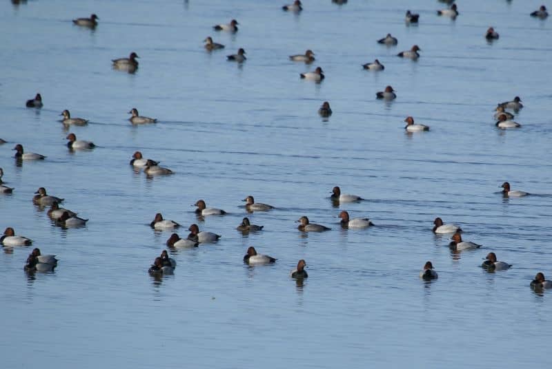 Illustration de l'événement : A la découverte des oiseaux d'eau hivernants