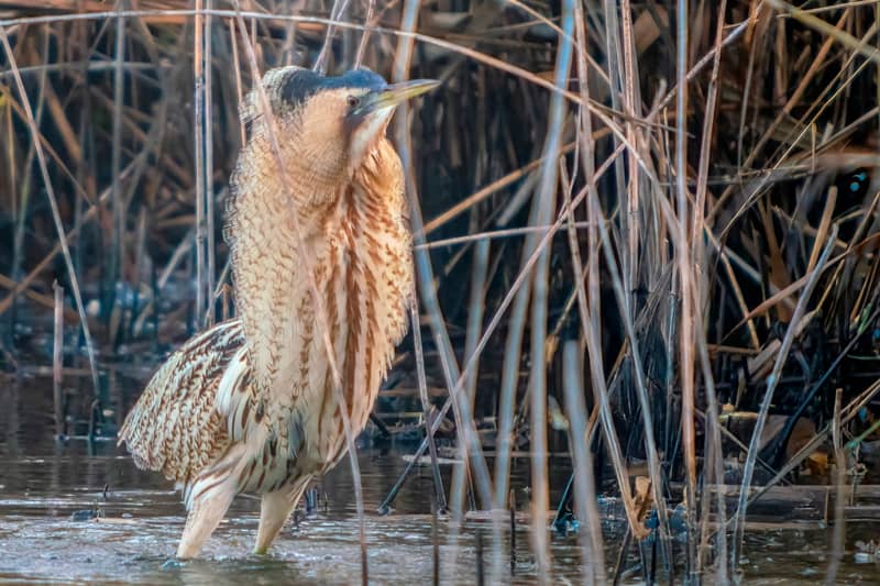 Illustration de l'événement : Les oiseaux hivernants de Brenne à Foucault