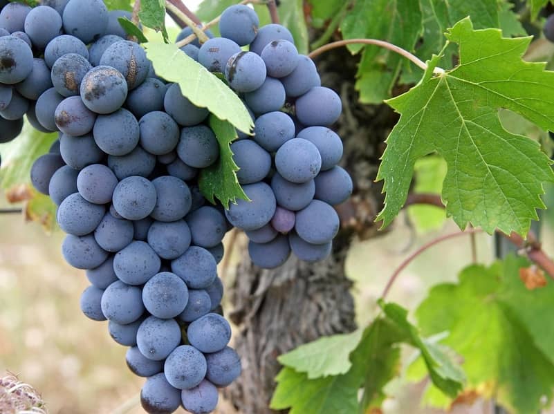 Illustration de l'événement : Les Rendez-Vous immersion - dégustation : Vendanges 2026