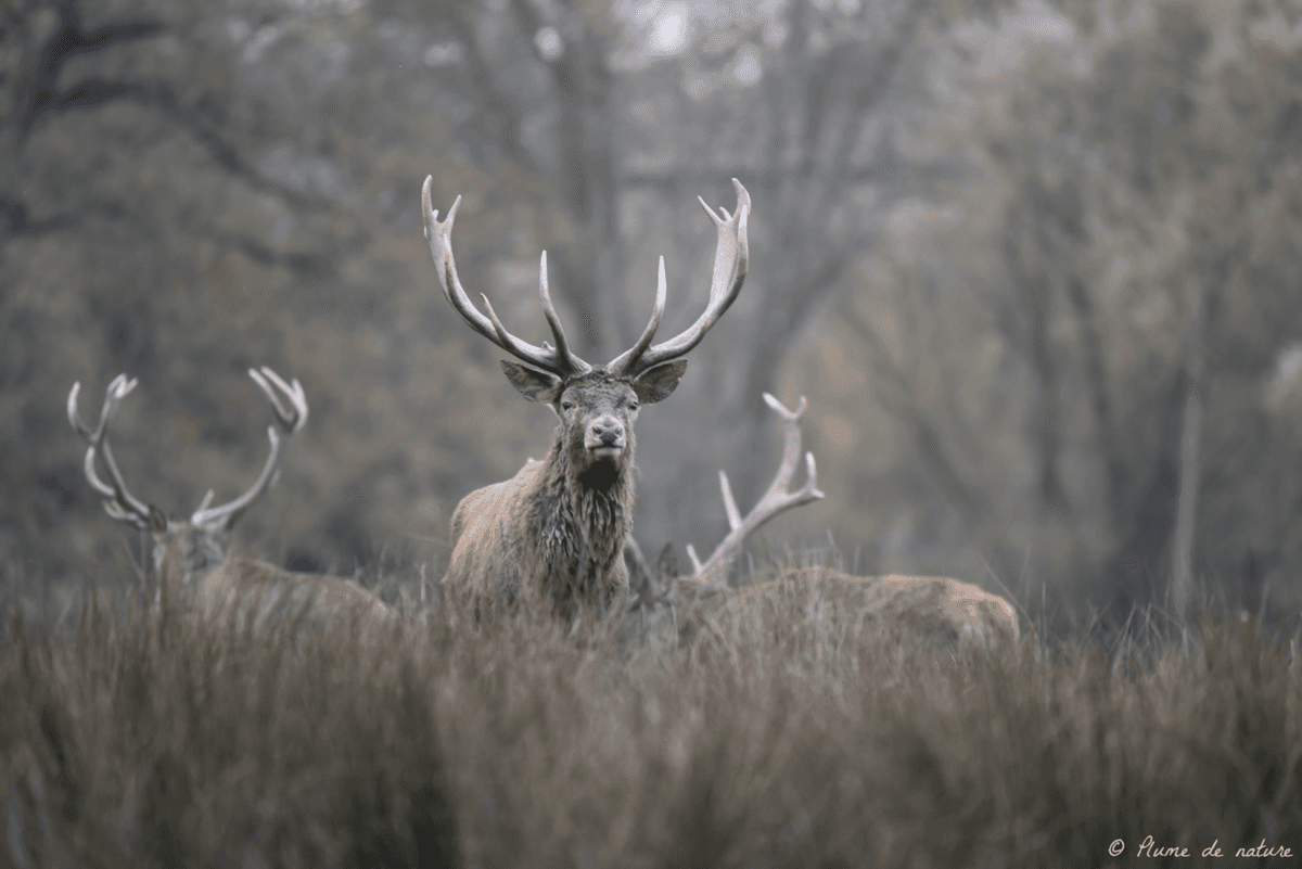 Illustration de l'événement : Brame du cerf en Sologne avec Plume de nature