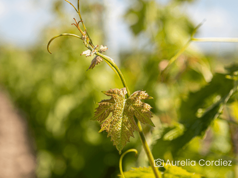 Illustration de l'événement : Balade commentée dans les vignes & dégustation