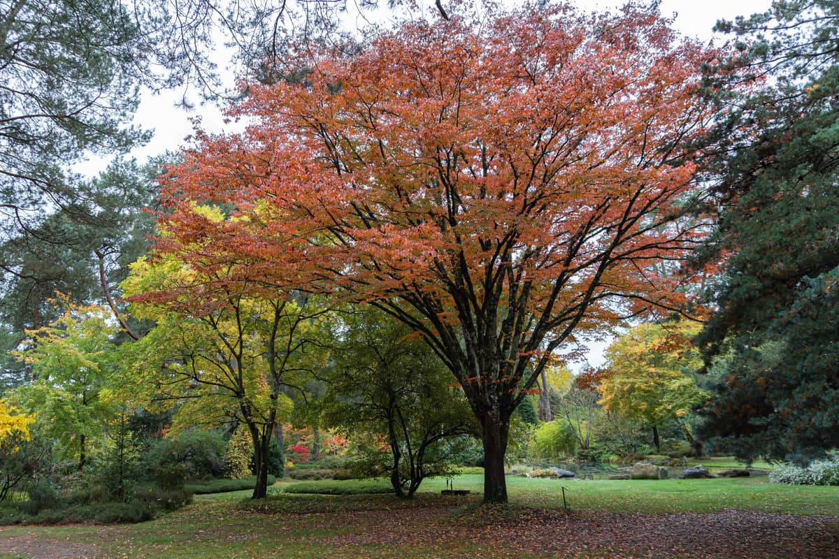 Illustration de l'événement : Dimanches d'Automne