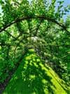 Illustration de l'événement : Visite guidée du jardin du Plessis Sasnières avec son propriétaire !