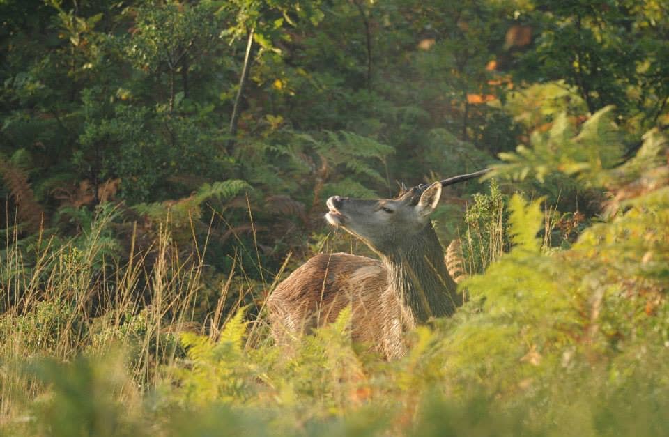 Illustration de l'événement : A la découverte des cervidés en forêt de Lancosme