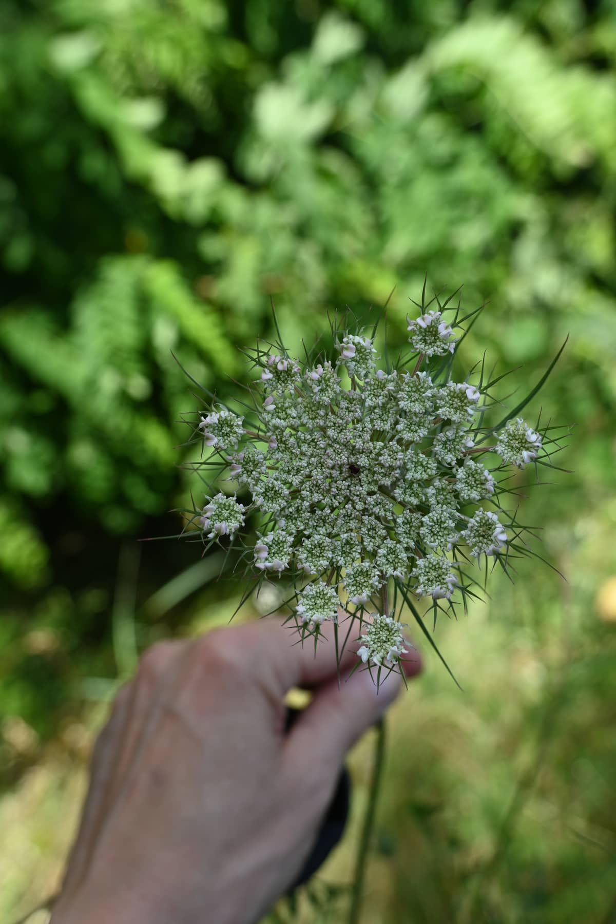 Illustration de l'événement : Plantes sauvages comestibles à Baulette