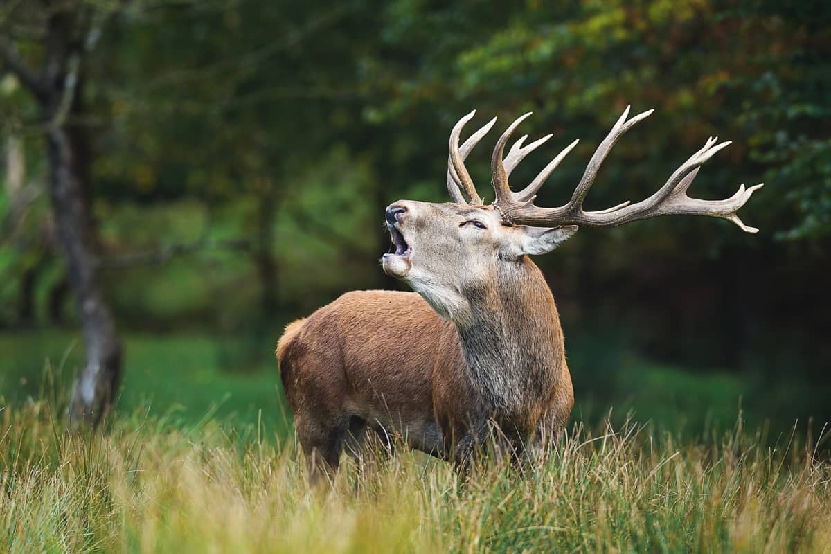 Illustration de l'événement : A la découverte du Brame du Cerf