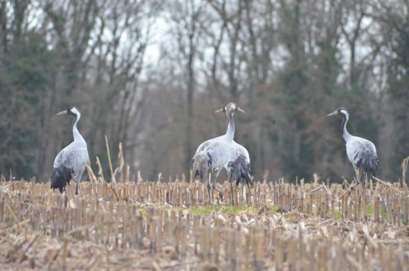 Illustration de l'événement : Le Grand voyage des Grues cendrées (en famille)
