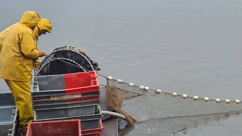 Illustration de l'événement : Découverte commentée d'une pêche d'étang