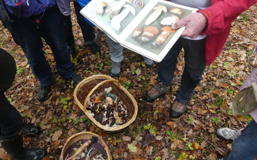 Illustration de l'événement : Sortie champignons en forêt