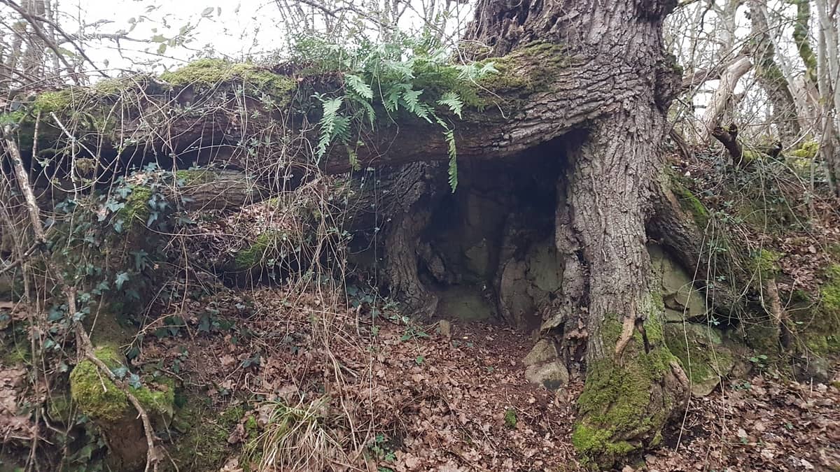 Illustration de l'événement : Le secret des arbres
