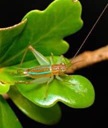 Illustration de l'événement : Du chant nocturne à l’assiette : relations culturelles aux insectes dans les îles tropicales
