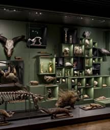 Illustration de l'événement : Aux origines du Musée Zoologique : le cabinet d’histoire naturelle de Jean Hermann
