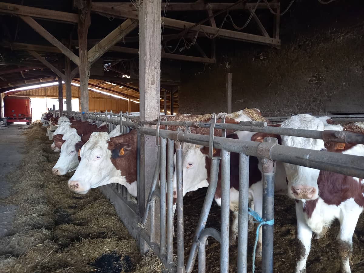 Illustration de l'événement : Oh la vache ! Visite d'une exploitation fromagère familiale