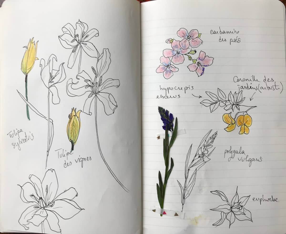 Illustration de l'événement : Balade botanique dessinée