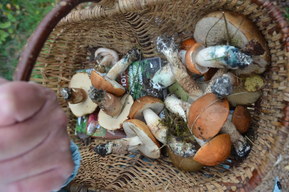 Illustration de l'événement : Sortie Champignons