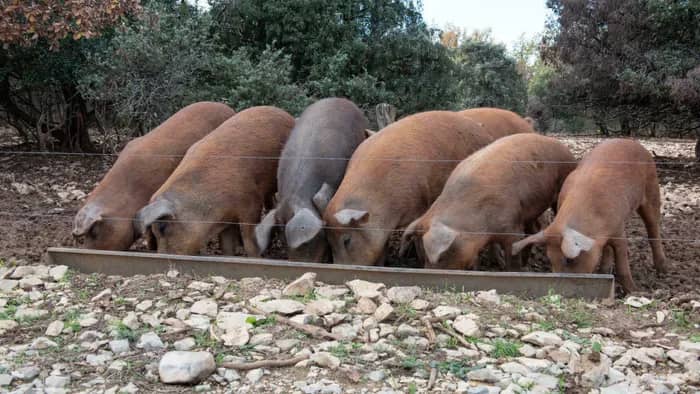 Illustration de l'événement : Repas à la ferme