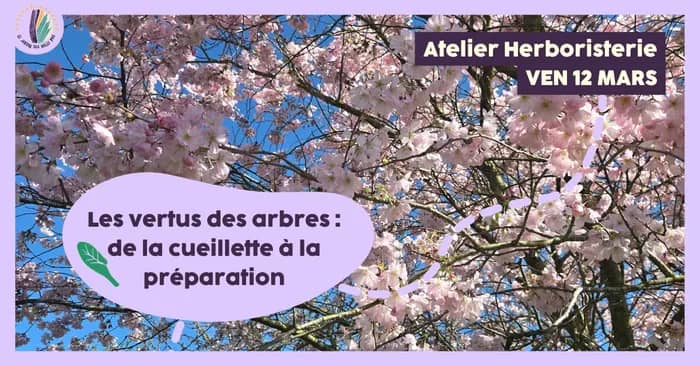 Illustration de l'événement : Atelier herboristerie : Les vertus des arbres, de la cueillette à la préparation