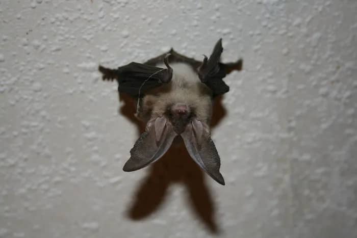 Illustration de l'événement : A la découverte des chauves-souris de mon village
