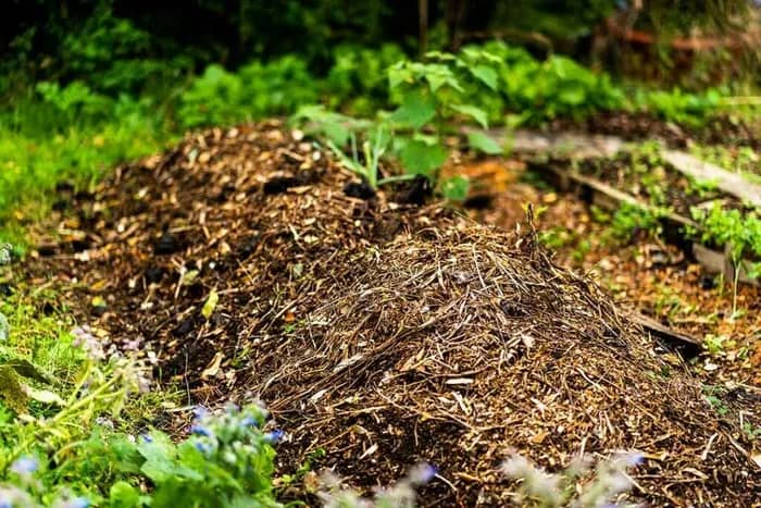 Illustration de l'événement : Jardinons ! Valoriser les déchets du jardin grâce à la technique des lasagnes