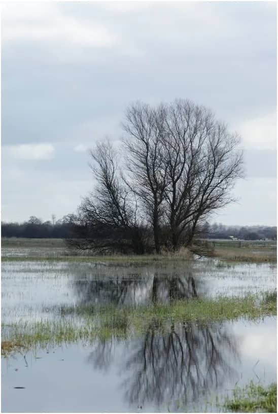 Illustration de l'événement : Réserve des marais de la Taute/50 : Stage de baguage