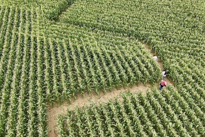 Illustration de l'événement : Un labyrinthe grandeur nature à explorer en famille !