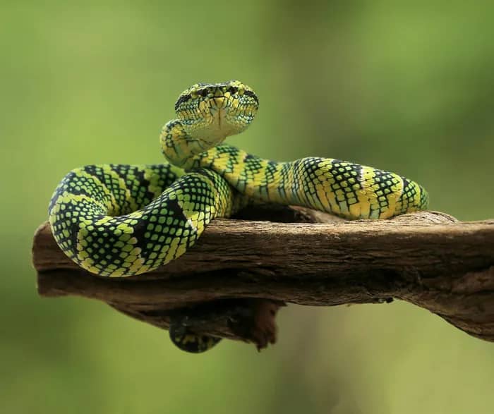 Illustration de l'événement : Les Serpents