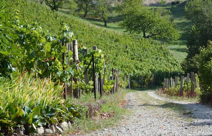 Illustration de l'événement : Visite de la vigne du Val Foron et de l'éco paturâge