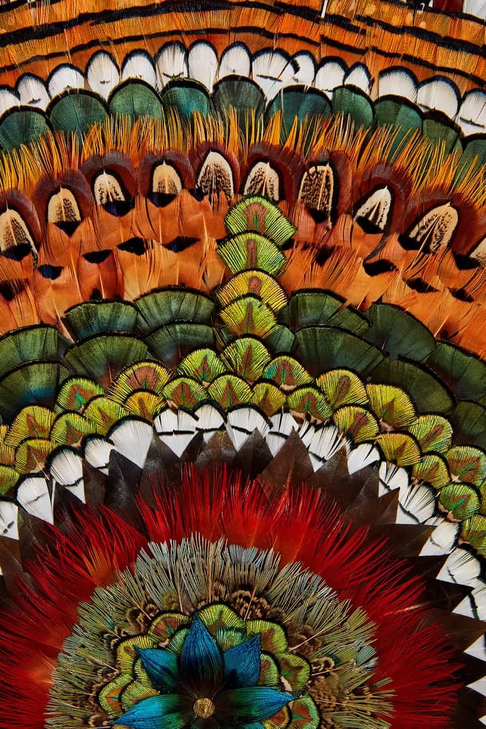 Illustration de l'événement : Atelier Plumasserie