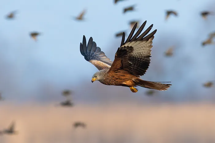 Illustration de l'événement : Eurobirdwatch : Journée européenne de la migration à Besançon