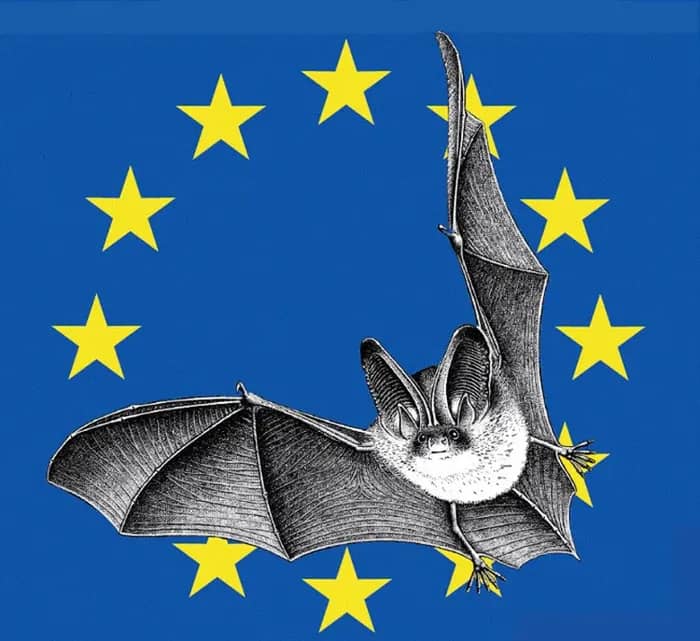 Illustration de l'événement : Balade crépusculaire à la découverte des chauves-souris