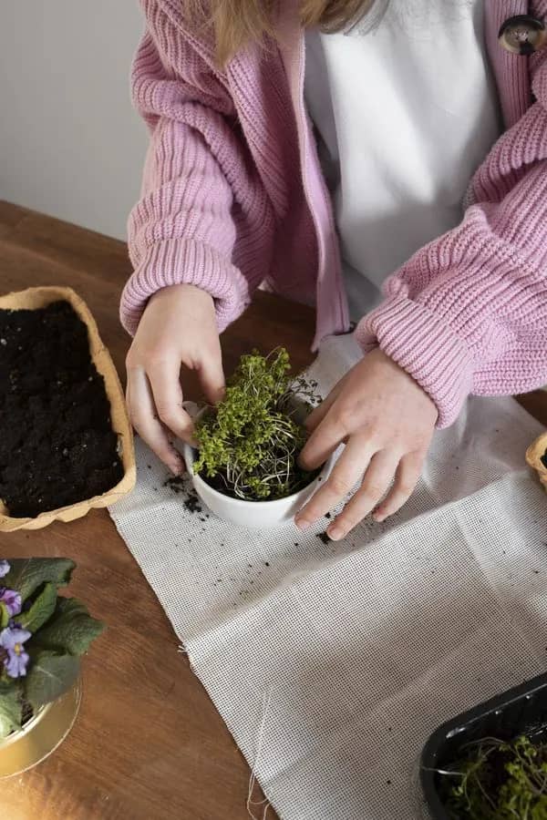 Illustration de l'événement : Atelier « Je rempote ma plante »