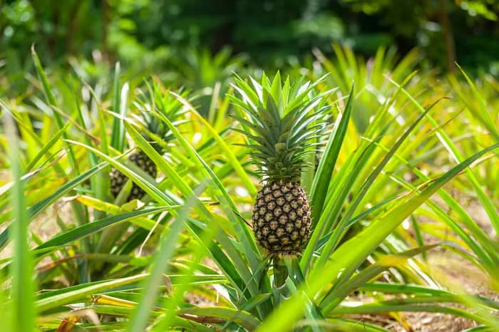 Illustration de l'événement : Fruits des marins et de la diplomatie: L' ananas