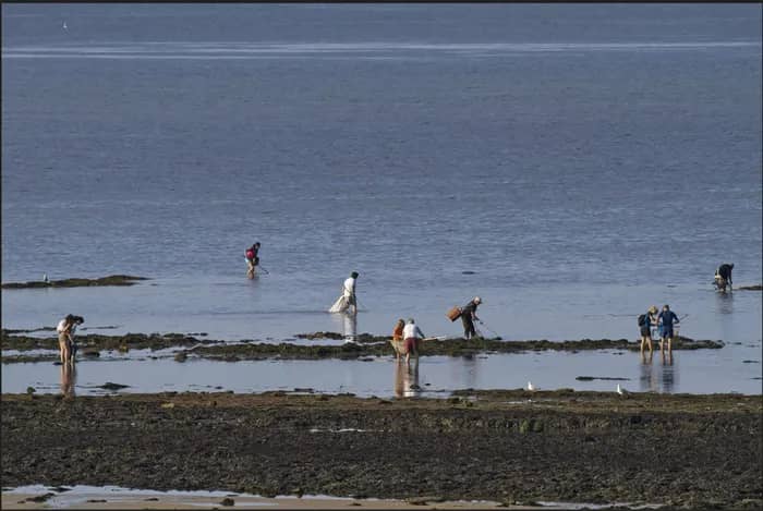 Illustration de l'événement : Journée nationale de comptage des pêcheurs à pieds