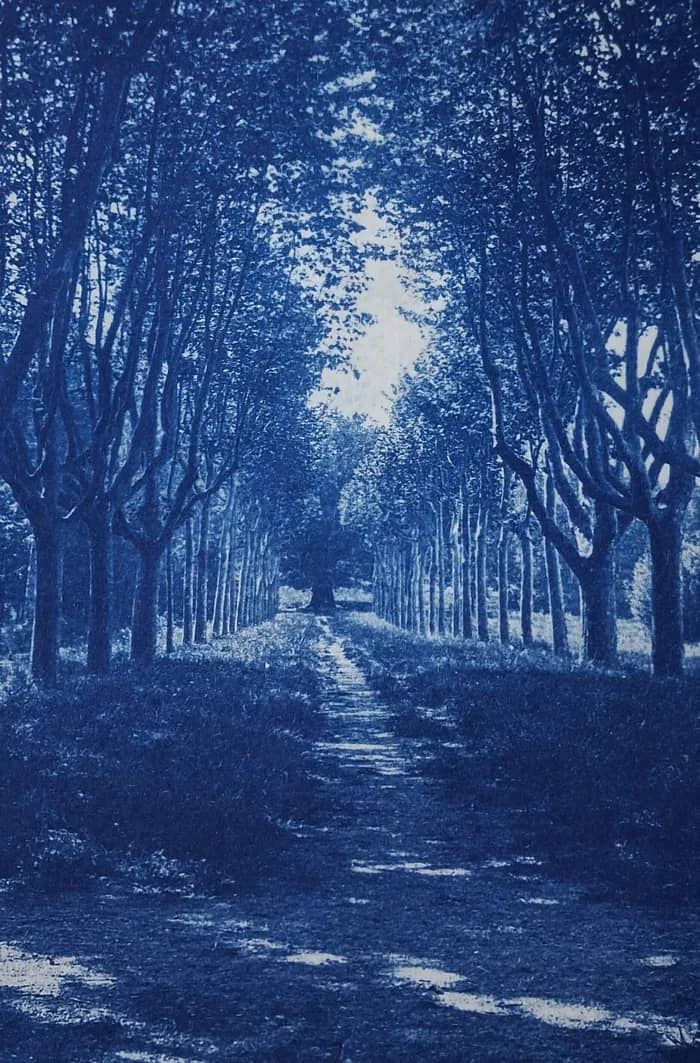 Illustration de l'événement : Atelier cyanotypes : créér en bleu de prusse