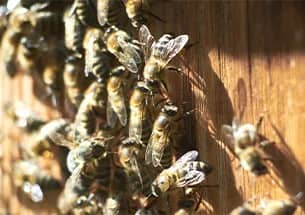 Illustration de l'événement : MARCHÉ ANIMÉ "LES ABEILLES"