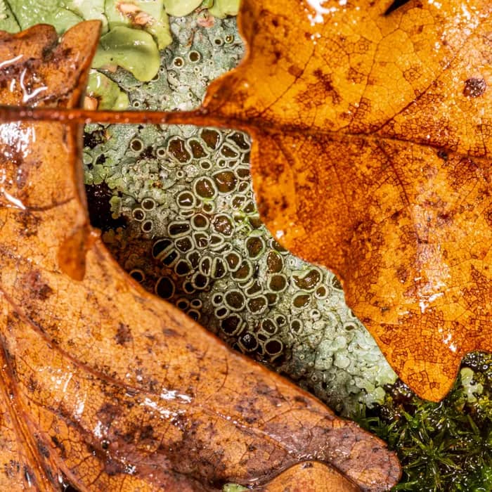 Illustration de l'événement : Lichen, dis moi quel air je respire