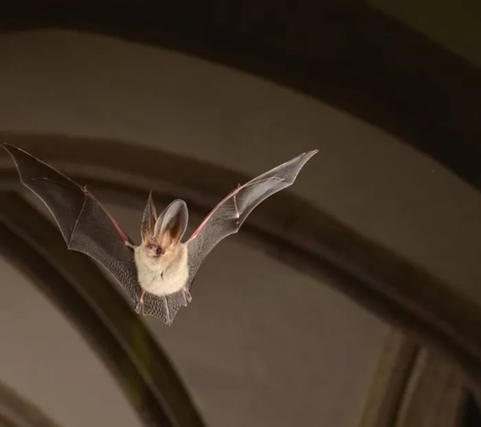 Illustration de l'événement : Nuit internationale de la chauve-souris