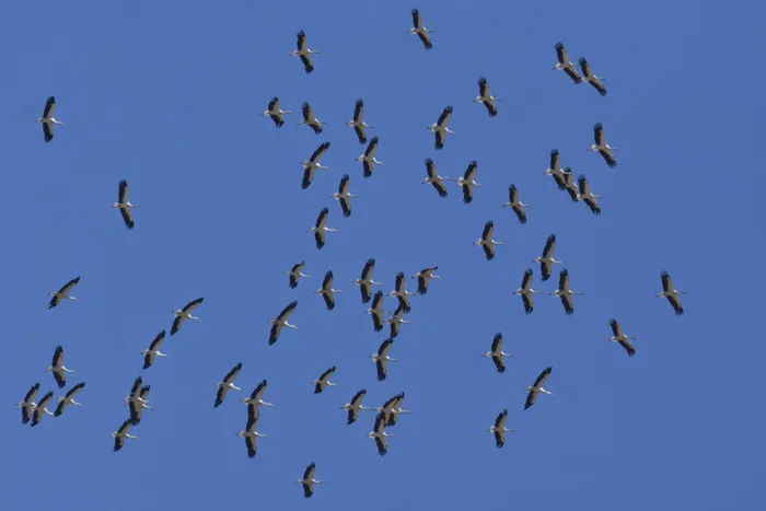 Illustration de l'événement : Migration des oiseaux sur le site de Brassoir