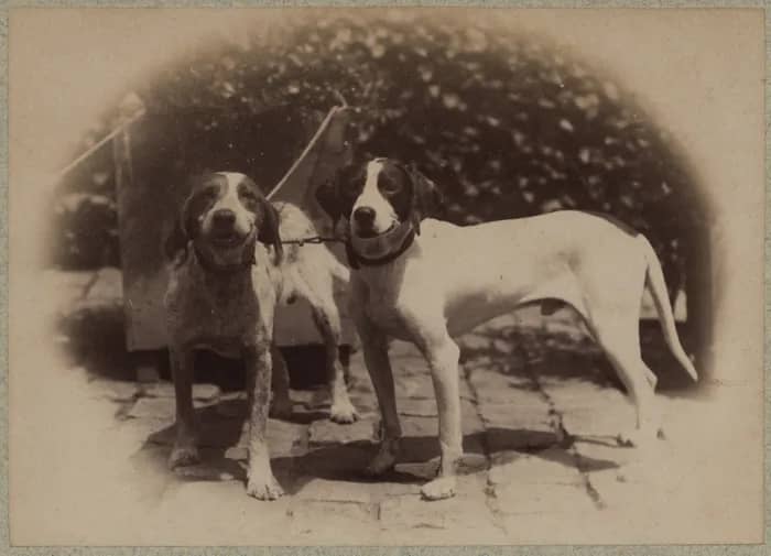 Illustration de l'événement : Adoptez une photo de compagnie !