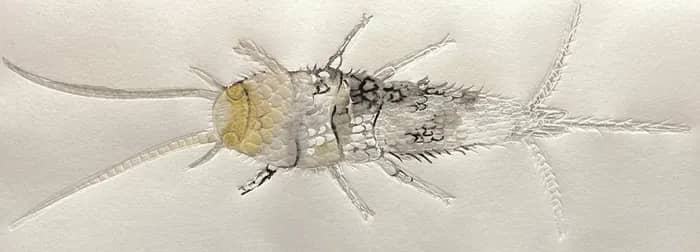 Illustration de l'événement : Atelier en famille : «Poisson d’argent»