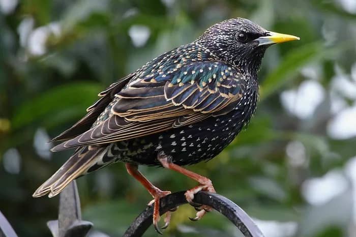 Illustration de l'événement : BALADE AUTOUR DE LA FAUNE AVIAIRE : VOIR ET IMAGINER POUR TROUVER DES SOLUTIONS DE COHABITATION