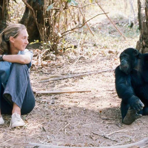 Illustration de l'événement : Jane Goodall - Une parole pour l'histoire, un message de paix et d'espoir